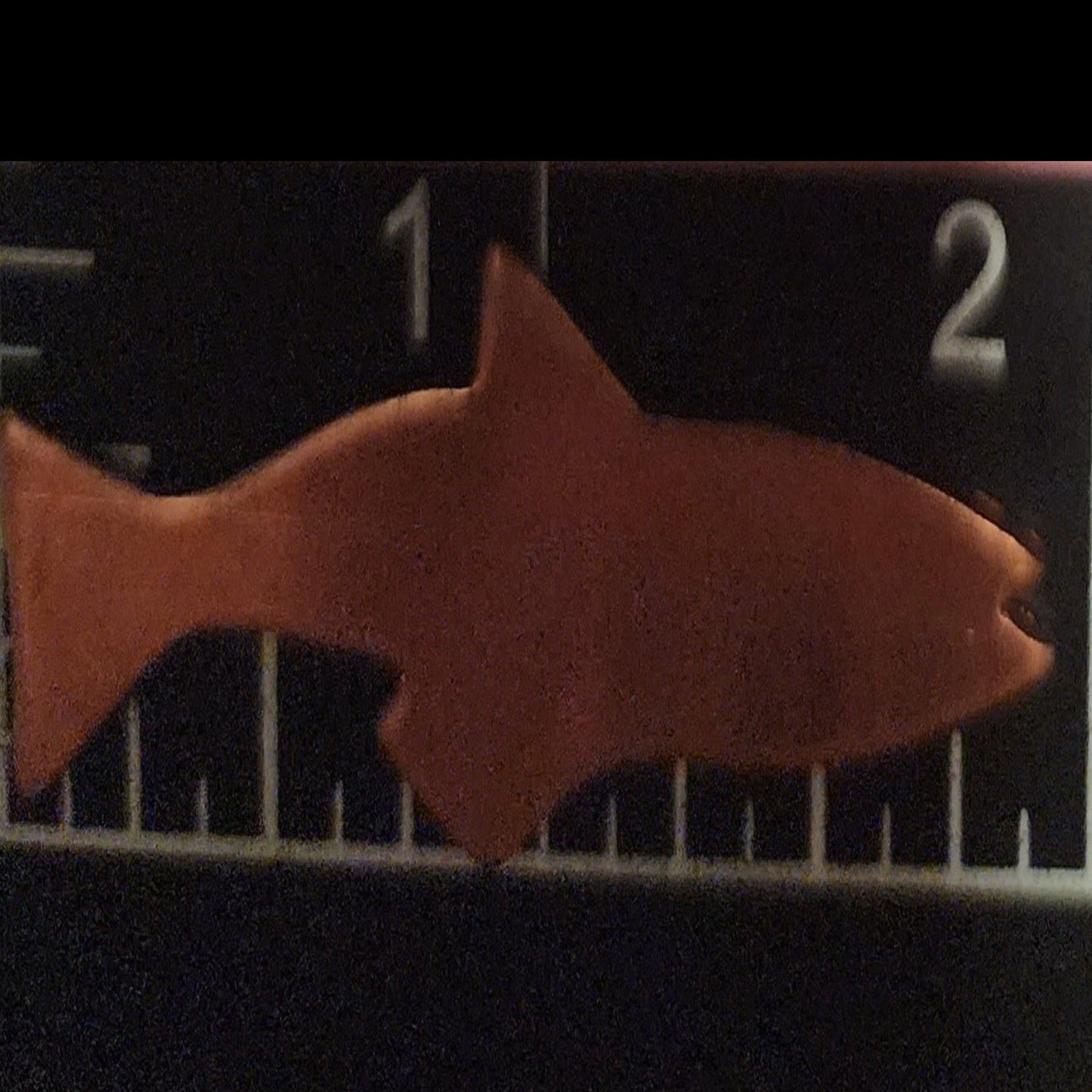 EV089 Copper Blank Nature - Trout