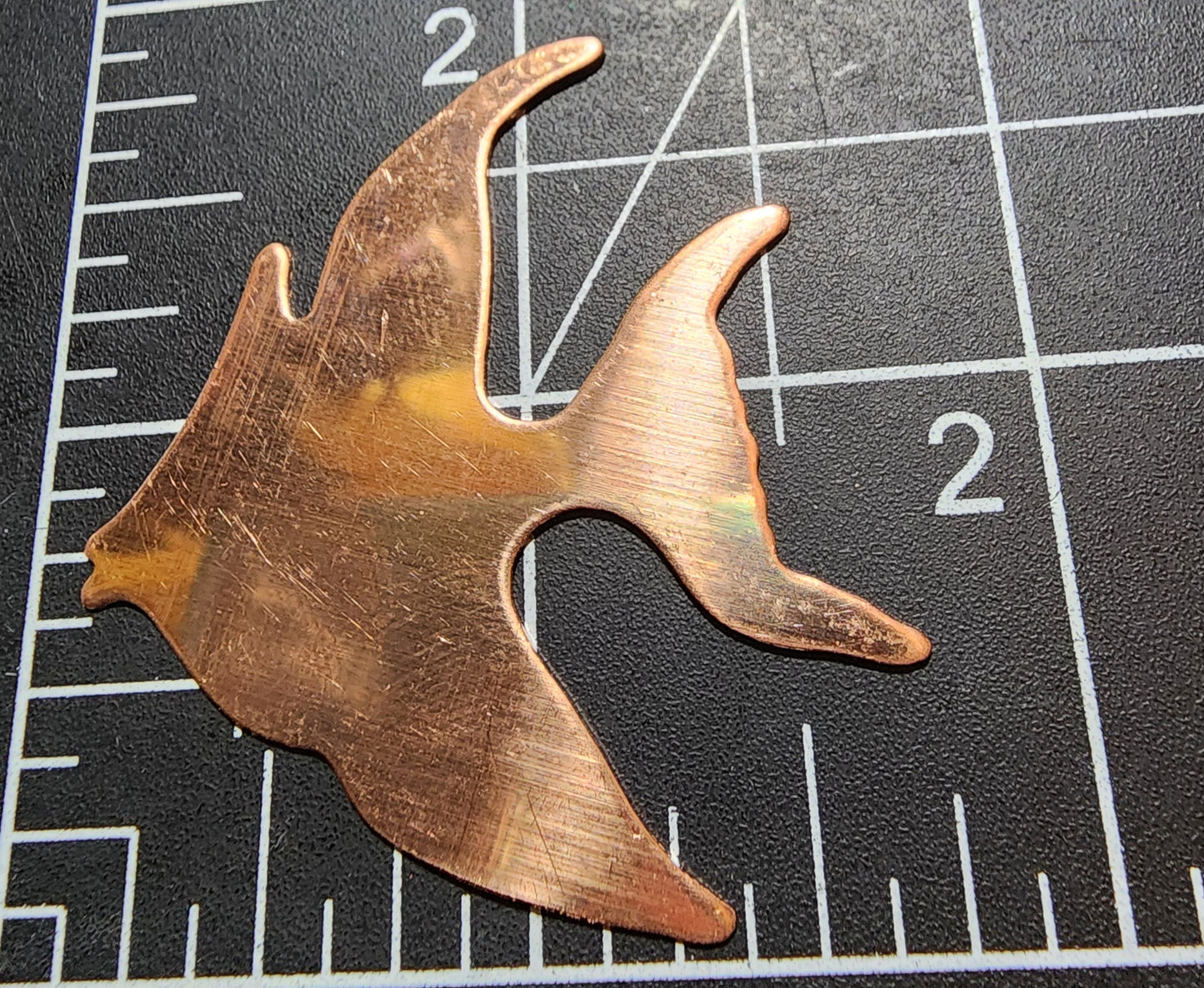 EV165 Copper Blank Nature - Fancy Angle Fish