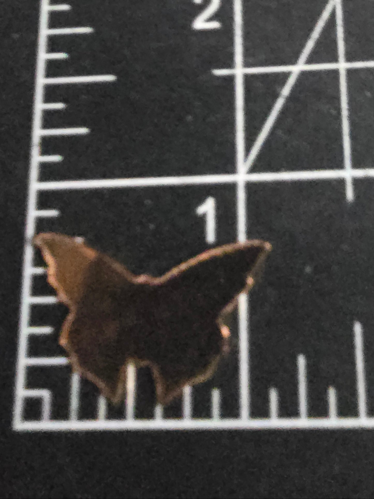 EV089 Copper Blank Nature - Small Butterfly